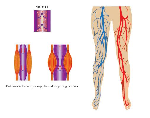 circulatory veins